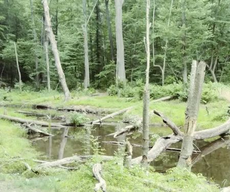 French Creek State Park Campground Loop A